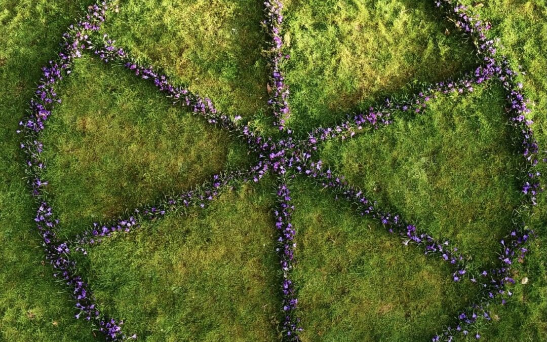 Putney Rotary’s Community Crocus Corms
