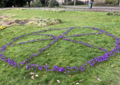 Friends of Wandsworth Park crocus photo